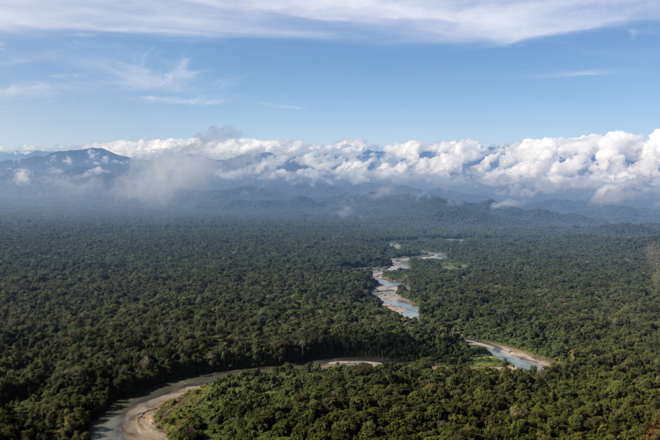 Did You Know? Untouched Rainforests Cover 77% of Our Land